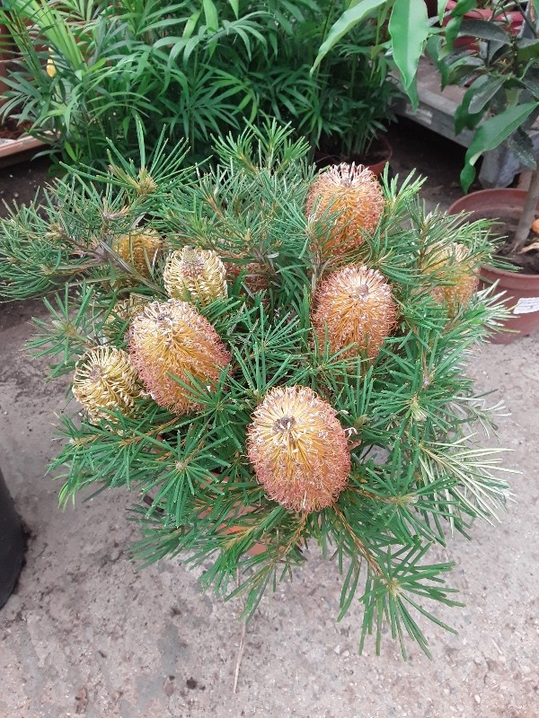 Banksia marginata &sigma;&tau;&eta;&nu; &Kappa;&Epsilon;&Nu;&Tau;&Iota;&Alpha; 
