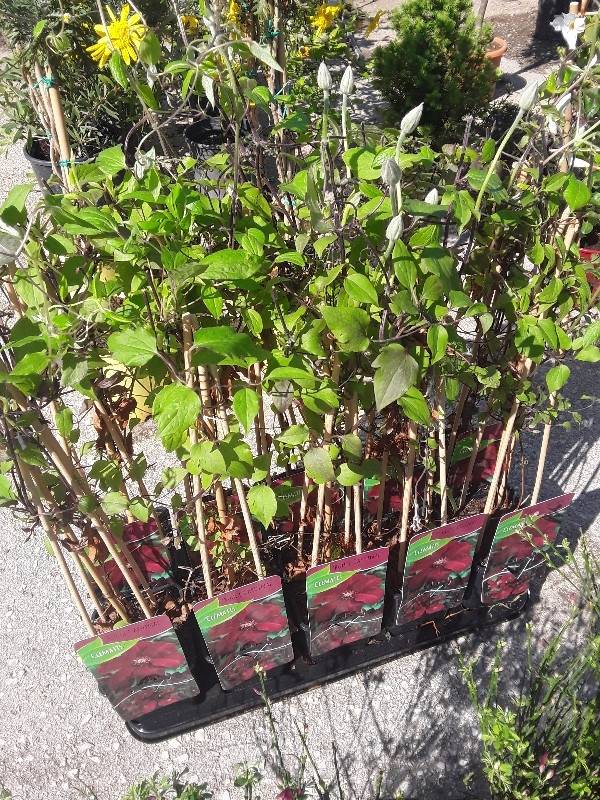Clematis rouge cardinal