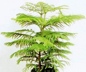 araucaria excelsa