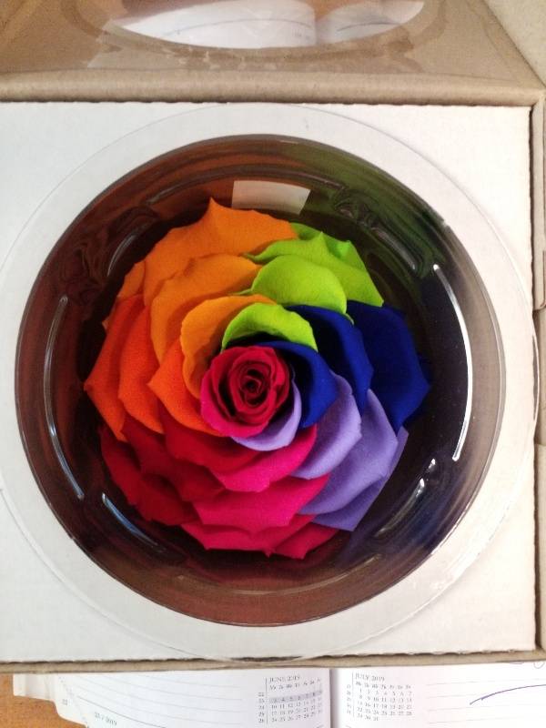 Forever rose rainbow style