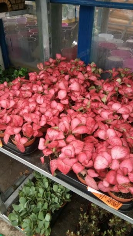 Pink fittonia