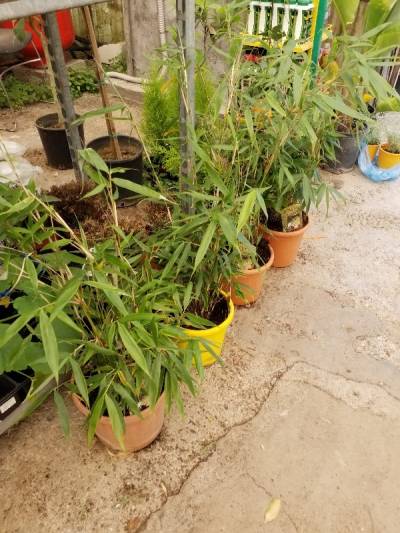 Scottish bamboo