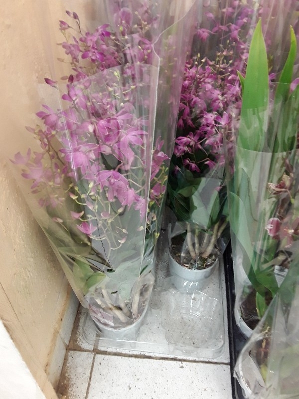 Dendrovium berry oda