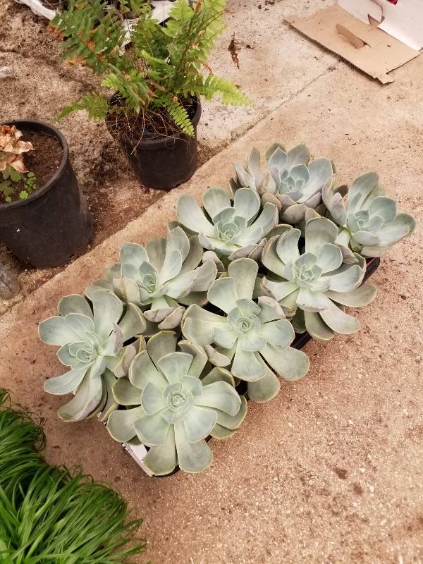 Echeveria branca