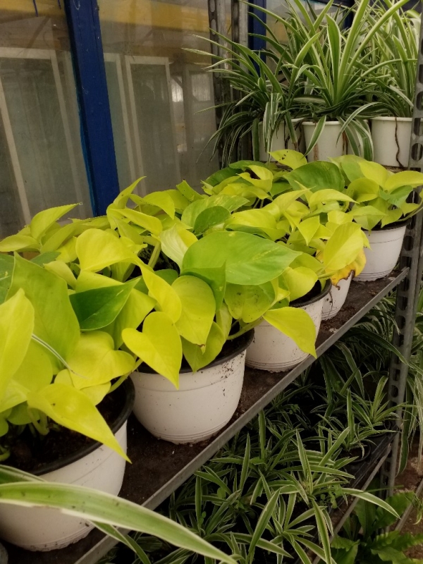 Golden pothos &sigma;&tau;&eta;&nu; &Kappa;έ&nu;&tau;&iota;&alpha;