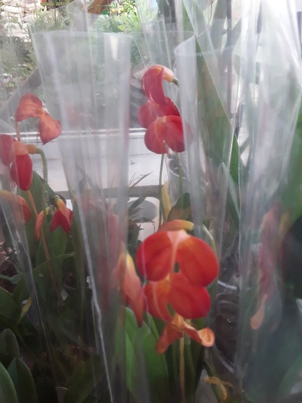 Masdevallia ignea
