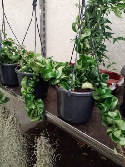 Hoya carnosa compacta