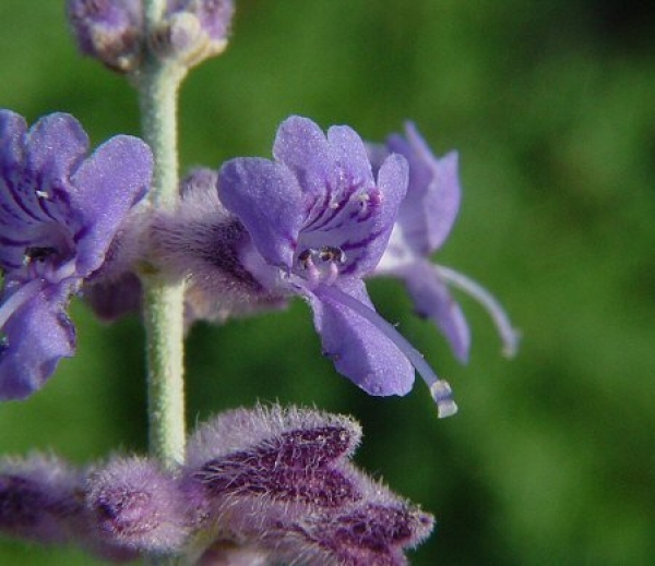 Pperovskia blue spire