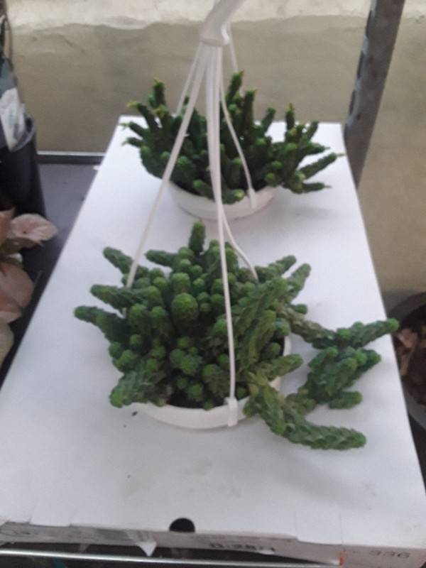 Peperomia columella