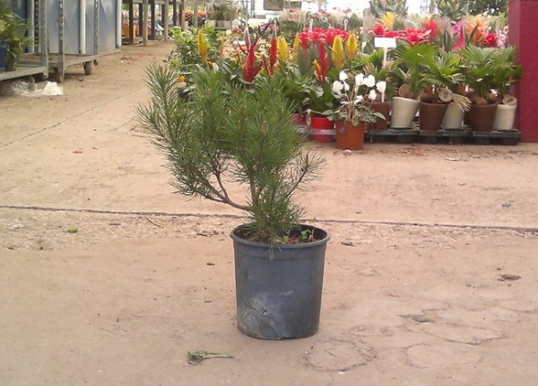 Pinus mugo &sigma;&tau;&eta;&nu; &Kappa;&Epsilon;&Nu;&Tau;&Iota;&Alpha;