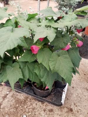 Abutilon &sigma;&epsilon; &phi;&omicron;ύ&xi;&iota;&alpha; &chi;&rho;ώ&mu;&alpha;