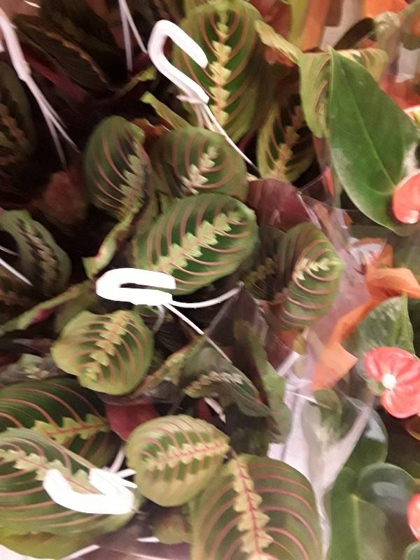 Maranta fascina