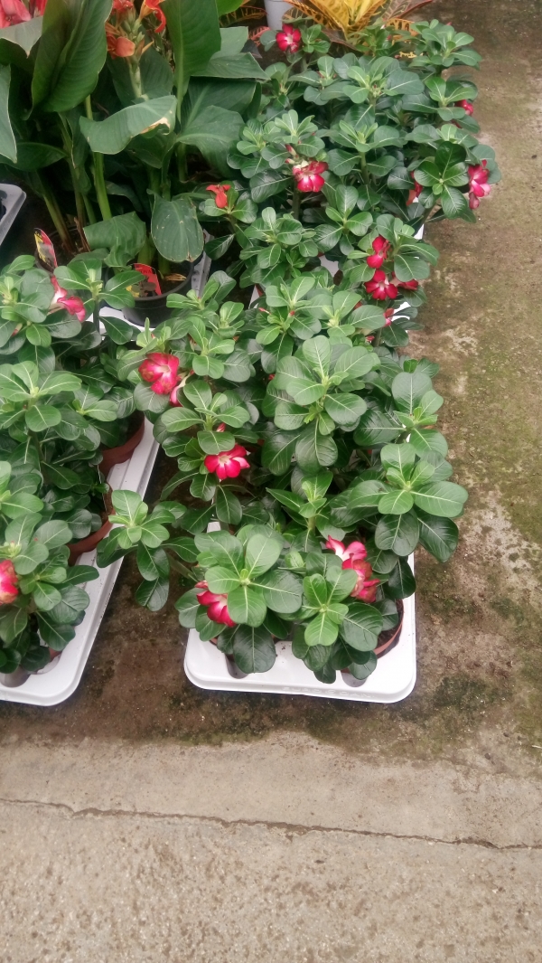 Adenium obes anouk