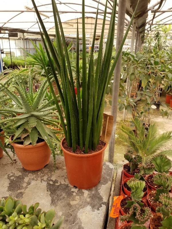 Sansevieria cylindrica