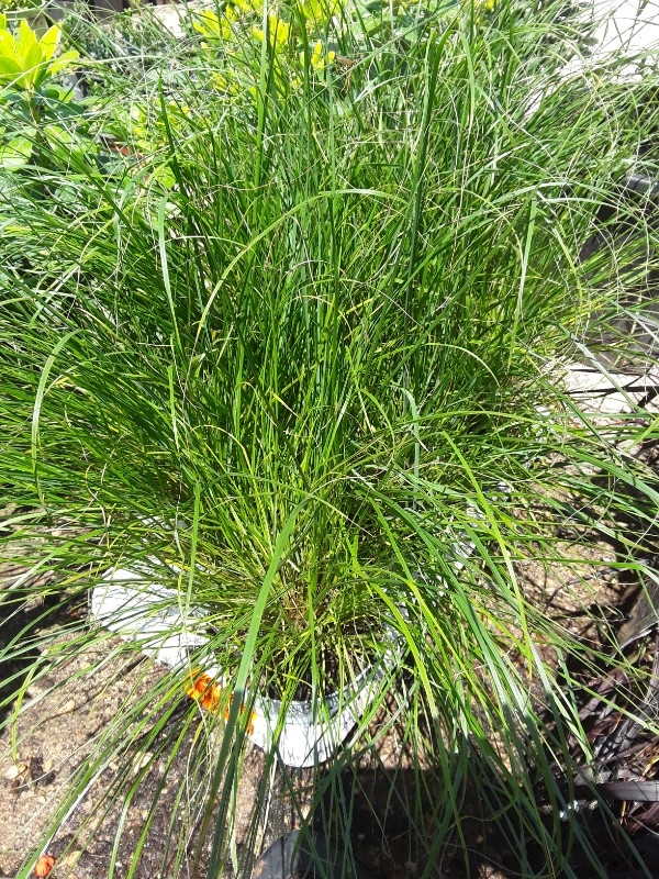 Pennisetum alopecuroides hamein