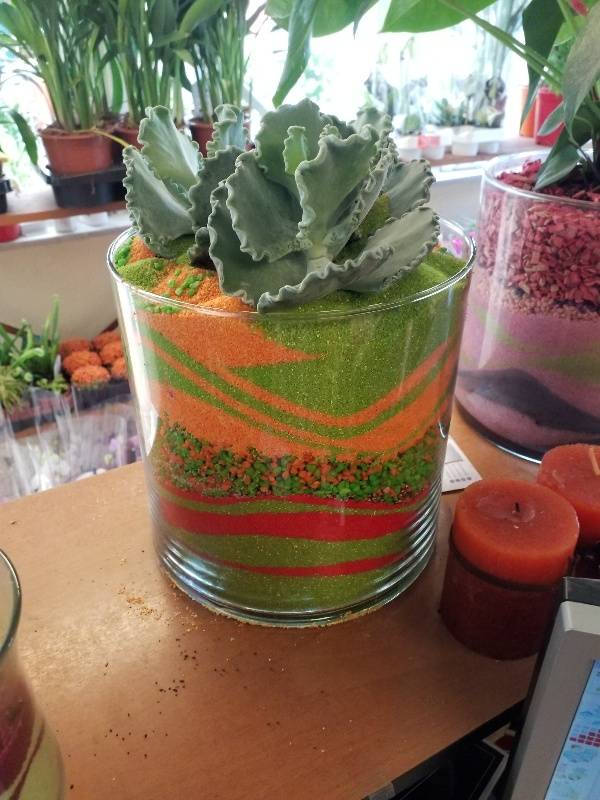 Cotyledon &sigma;&epsilon; &sigma;ύ&nu;&theta;&epsilon;&sigma;&eta; &mu;&epsilon; &delta;&iota;&alpha;&kappa;&omicron;&sigma;&mu;&eta;&tau;&iota;&kappa;ή &gamma;&upsilon;ά&lambda;&alpha; &kappa;&alpha;&iota; &chi;&rho;&omega;&mu;&alpha;&tau;&iota;&sigma;&tau;ή ά&mu;&mu;&omicron;