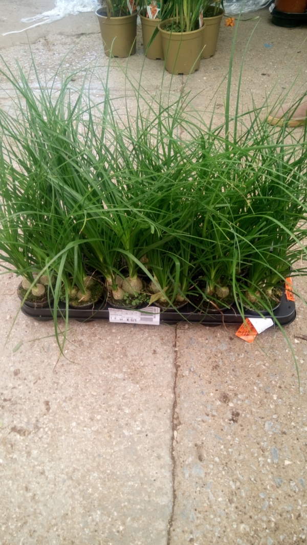 Beaucarnea nolina