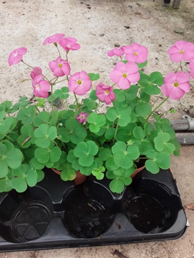 Oxalis bowiei amarantha &sigma;&tau;&eta;&nu; &Kappa;&Epsilon;&Nu;&Tau;&Iota;&Alpha;