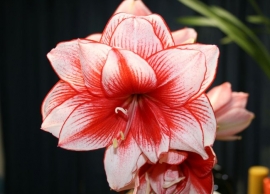 amarylis