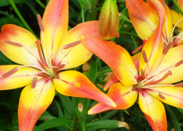 &Lambda;ί&lambda;&iota;&omicron;&upsilon;&mu; (Lilium)
