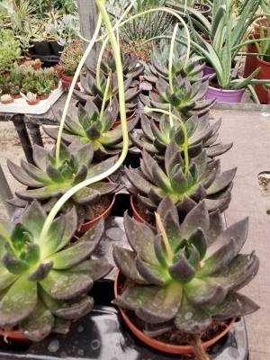 Echeveria azul