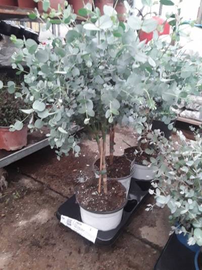 Eucalyptus g&upsilon;nni &sigma;&epsilon; &delta;&epsilon;&nu;&tau;&rho;ά&kappa;&iota;