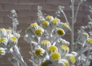 Senecio cineraria