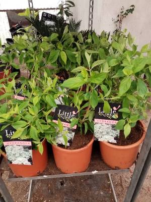 Limelight dwarf hydrangea &sigma;&tau;&eta;&nu; &Kappa;έ&nu;&tau;&iota;&alpha;