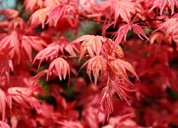 &Alpha;&tau;&sigma;&epsilon;&rho; Palmatum