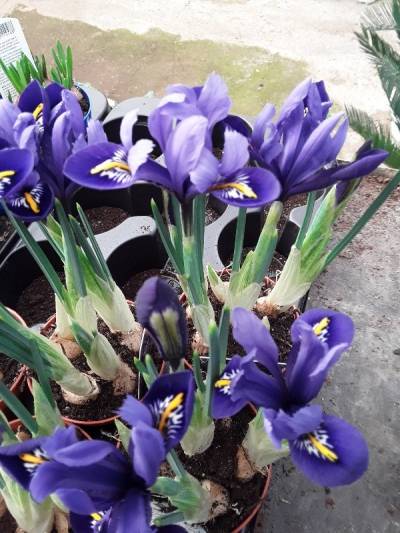 Iris bulb &gamma;&alpha;&lambda;ά&zeta;&iota;&alpha; &kappa;&alpha;&iota; &mu;&pi;&lambda;έ