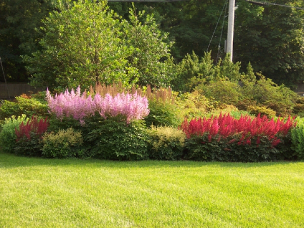 Astilbe Saxifragaceae