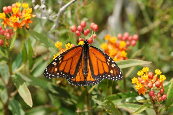 Asclepias