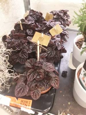 Peperomia red schumi