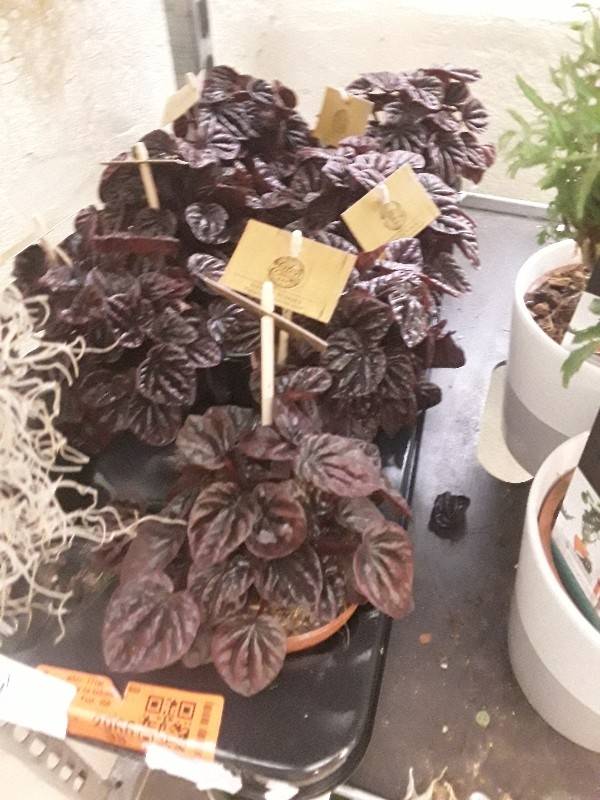 Peperomia red schumi