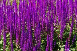 salvia microphylla