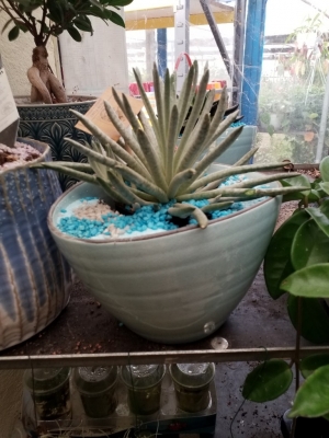 Senecio scarposus &sigma;&tau;&eta;&nu; &Kappa;έ&nu;&tau;&iota;&alpha;