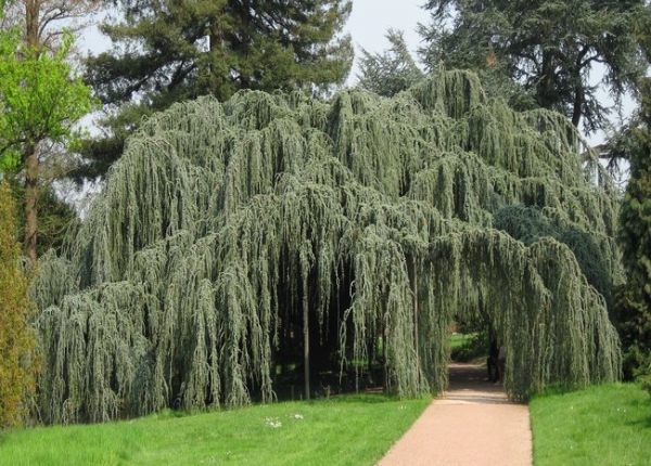 &Kappa;&epsilon;&delta;&rho;&omicron;&sigmaf; atlantica glauca pendula