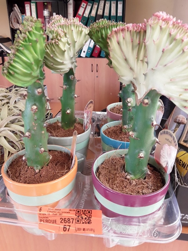 Euphorbia lactea