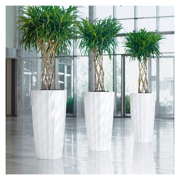 Dracaena anita: &mu;&iota;&alpha; &nu;έ&alpha; &pi;&omicron;&iota;&kappa;&iota;&lambda;ί&alpha; &gamma;&iota;&alpha; &pi;&epsilon;&rho;&iota;&sigma;&sigma;ό&tau;&epsilon;&rho;&omicron; &epsilon;&kappa;&lambda;&epsilon;&pi;&tau;&upsilon;&sigma;&mu;έ&nu;&alpha; &gamma;&omicron;ύ&sigma;&tau;&alpha;