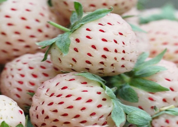 Pineberry:&eta; &nu;έ&alpha; &mu;ό&delta;&alpha; &tau;&eta;&sigmaf; &Alpha;&mu;&epsilon;&rho;&iota;&kappa;ή&sigmaf;