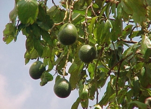 avocado