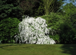 Exochorda "pearl bush"