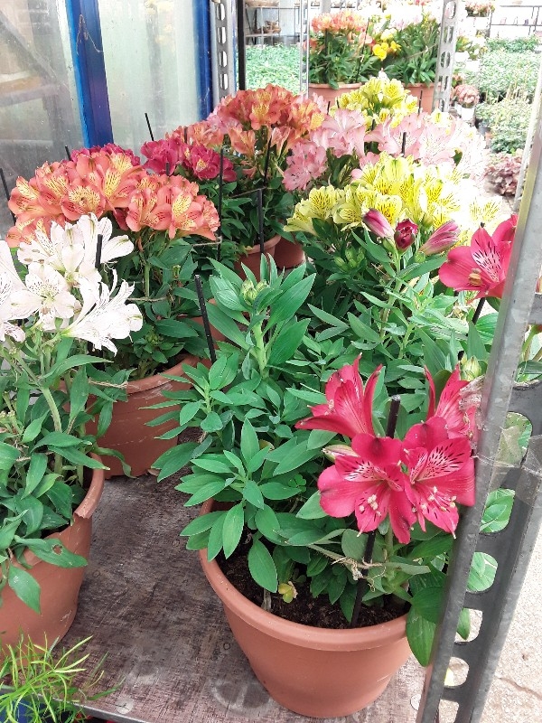 Alstromeria