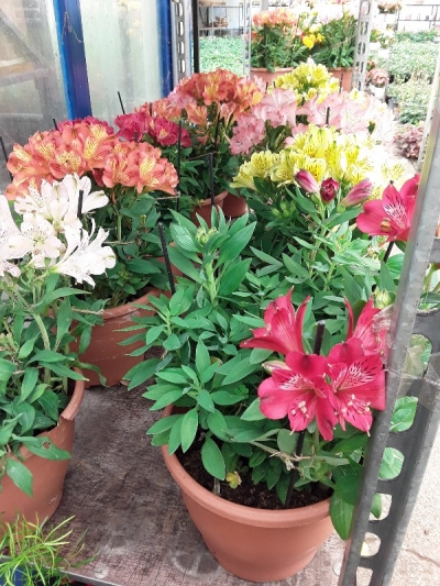 Alstromeria