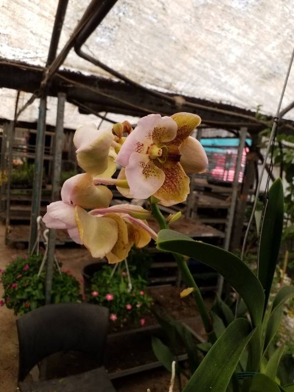 Vanda orchid