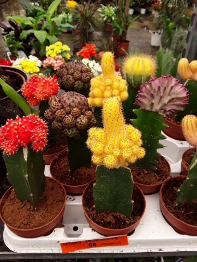 Gymnocalycium japan