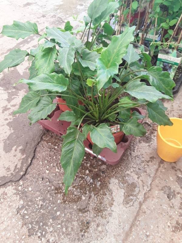 Philodendron xanadu