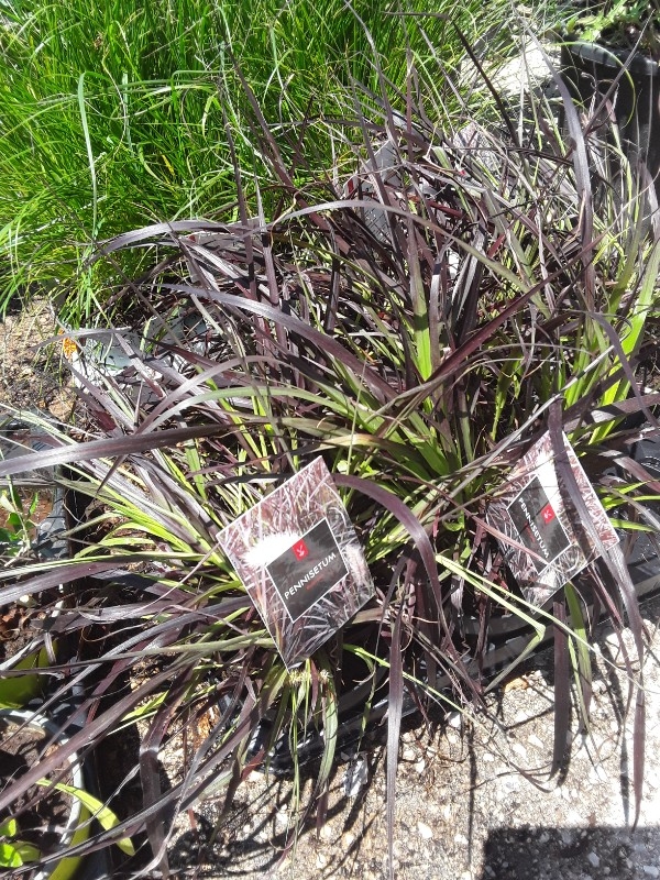 Pennisetum setaceum rubrum
