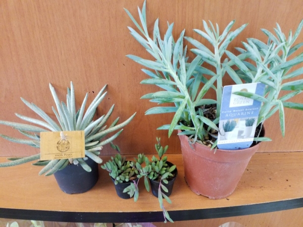 Senecio scarposus, hereianus, mount everest