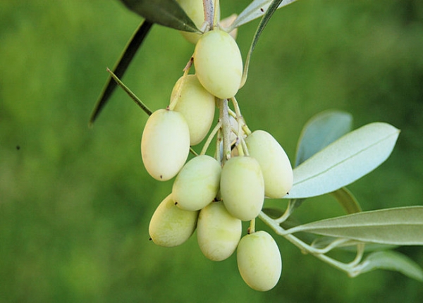 lefkoelia